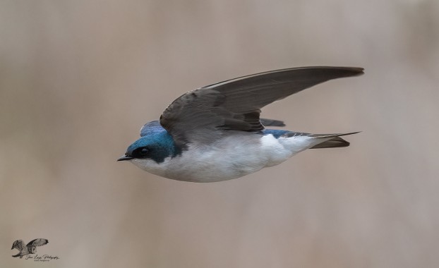 Tree Swallow in Flight