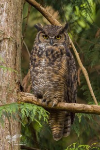 Neck Point Horned Owl