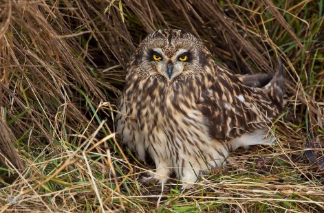 Another One From the Archives (Short-Eared Owl)