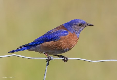 Duncan Western Bluebirds