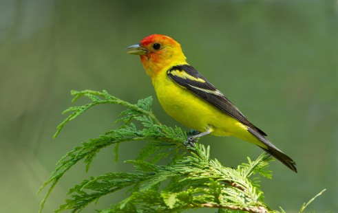 Last Tanager of the Season