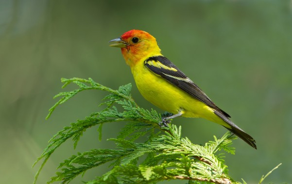 Last Tanager of the Season