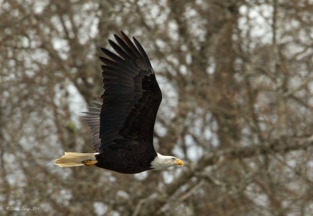 Nanaimo River Eagle