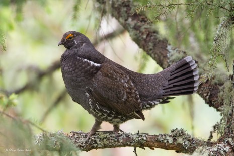 Full Body Image (Sooty Grouse)