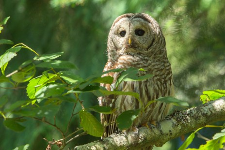 Linley Valley Barred Owl