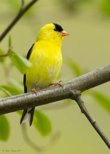 Gold Finches