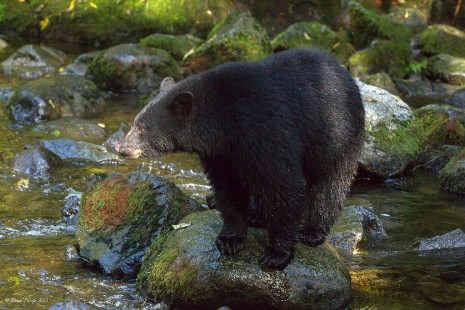 Black Bear - Thornton Creek