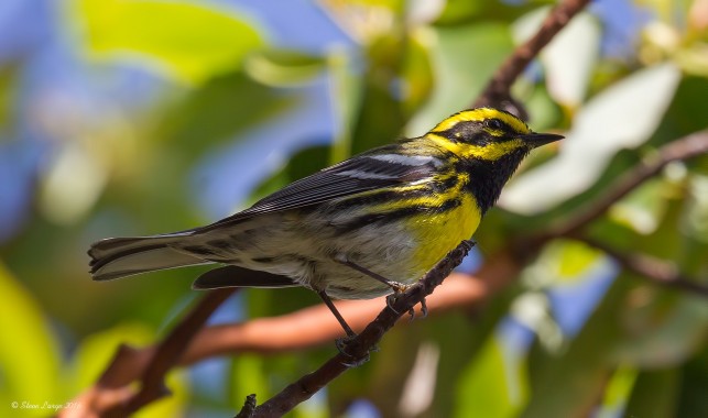 Another Townsend's Warbler