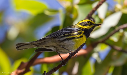 Another Townsend's Warbler