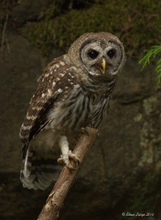 Owlet Portrait