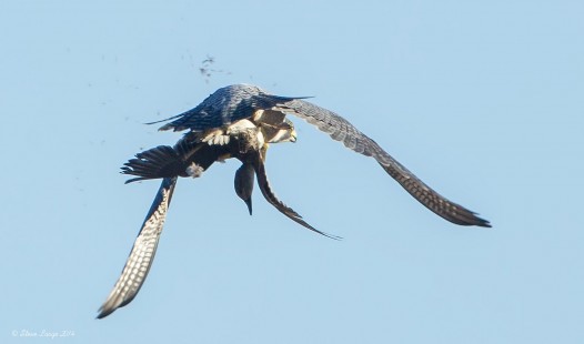 Falcon Attack!