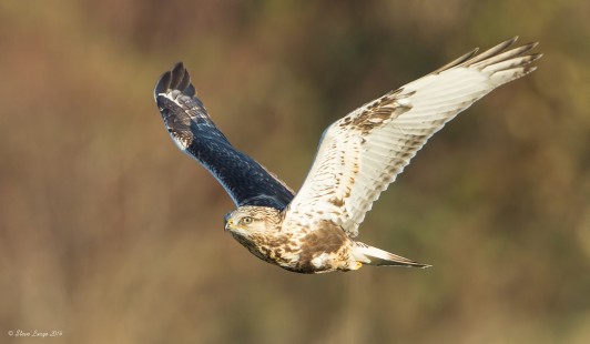 Rough-Legged Hawk Flight Shot (Wings Up)