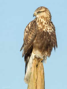 Owl Post Hawk