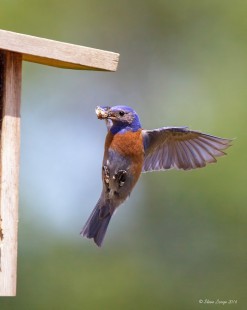 Male Western Bluebird At Nest