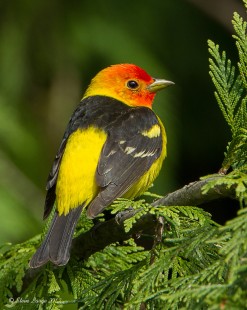 Cottle Lake Tanager (archival image)