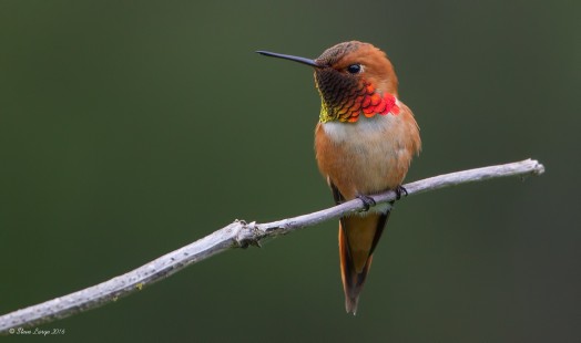 Rufous Hummingbird Profile