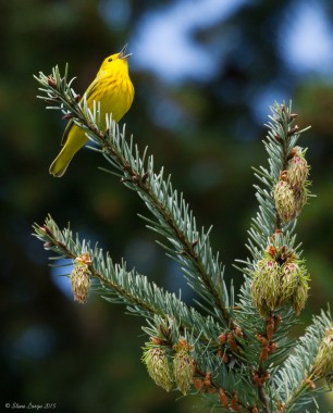 Prickly Perch (Yellow Warbler)