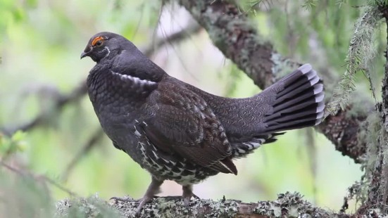 Sooty Grouse Video