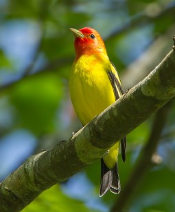 Tanager Town 2015 (Western Tanager)