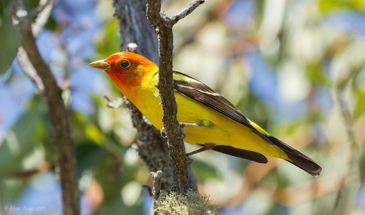 Little Mountain Tanager