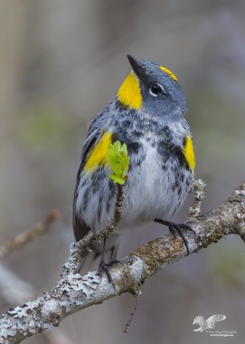 Little Jewels (Audubon Yellow-Rump Warbler)