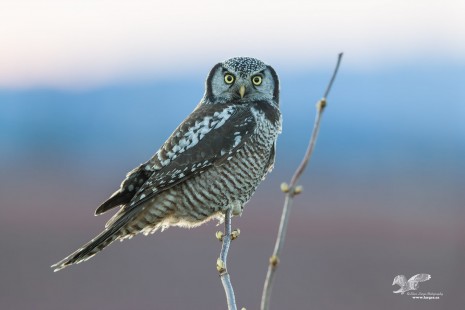 Last Shot of The Day (Northern Hawk Owl)