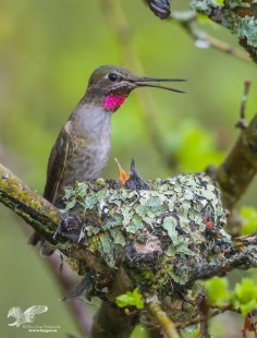 Rainy Day Feeding (Anna's Hummingbirds)
