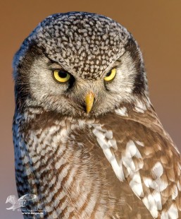 Eyebrows (Northern Hawk Owl)