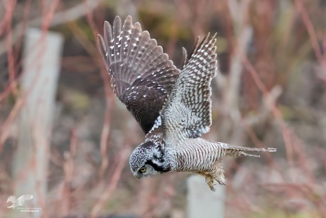 Concentration (Northern Hawk Owl)