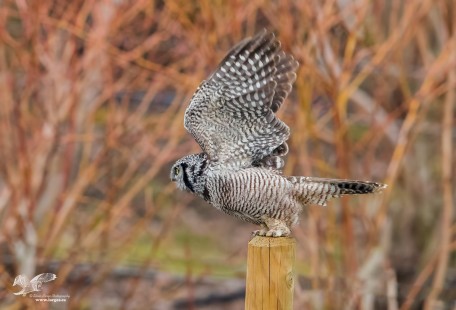 Launch #3 (Northern Hawk Owl)