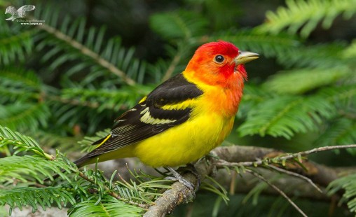 Almost Tanager Time (Western Tanager)