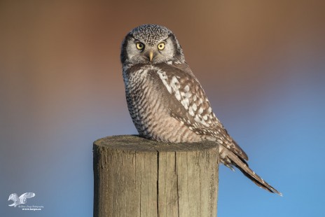 Hawk Owl in Evening Light