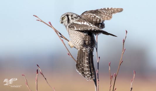 Into The Wind (Northern Hawk Owl)