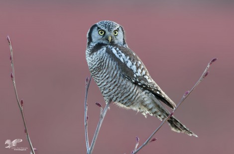 Interesting Background (Northern Hawk Owl)