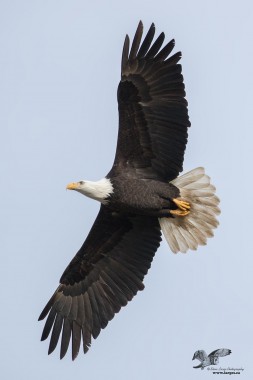 Estuary Eagle (Bald Eagle)