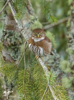 Unexpected Visitor (Northern Pygmy Owl)