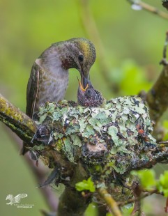 Feeding Time (Anna's Hummingbird)