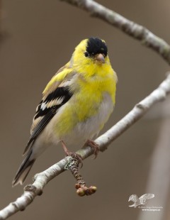 Not Quite There Yet (American Goldfinch)
