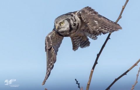Hawk Owl Launch #2 (Northern Hawk Owl)