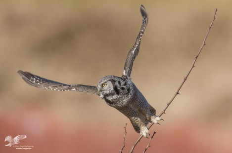 Hawk Owl Launch (Northern Hawk Owl)