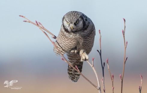 Very Talonted (Northern Hawk Owl)