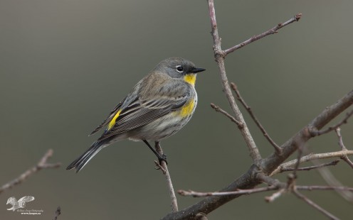 Better Background (Yellow-Rump Warbler)