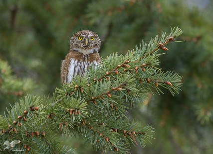 Out on a Limb (Northern Pygmy Owl)