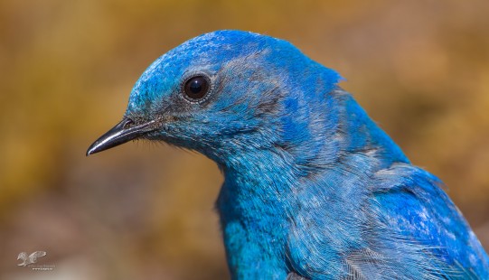 Archival Bluebird Portrait