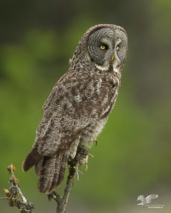 Found Another One (Great Grey Owl)