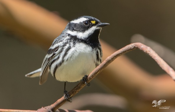 First Black-Throated Grey Warbler