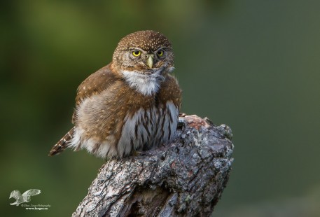 Better Than Last Year ( Northern Pygmy Owl)