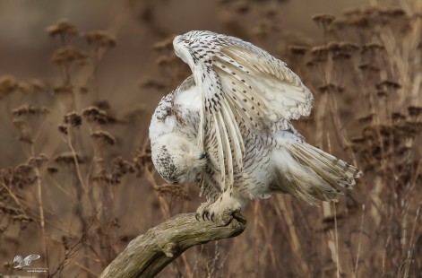 Young Snowy Preening (Archival Image)
