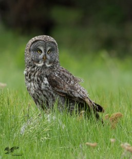 Owl In The Grass (Great Grey Owl)