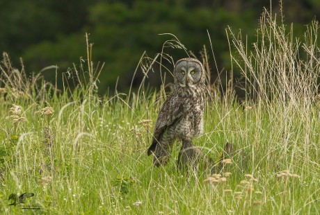Maybe Next Year? (Great Grey Owl)